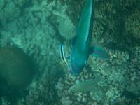 Unterwasserwelt - Great Barrier Reef
