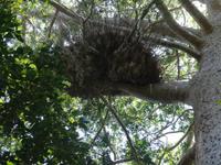 Regenwald bei Kuranda