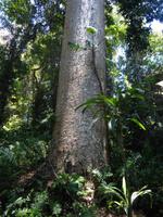 Regenwald bei Kuranda