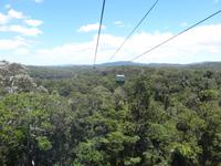 Regenwald bei Kuranda
