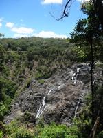Regenwald bei Kuranda