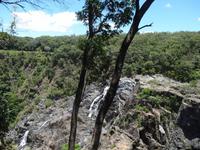 Regenwald bei Kuranda