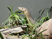 Besuch in Kuranda Koala Gardens