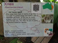 Koalas in Kuranda, Australien