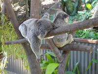 Faultiere? ;-)
