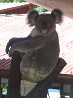 Süße Koalas in Kuranda