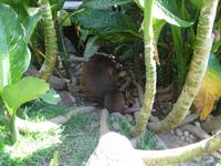 Wallabees in Kuranda
