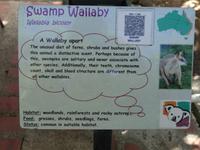 Wallaby  