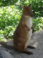 Braves Wallaby!