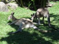 Kängurus in der Mittagspause ...
