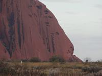 Löwe oder Ayers Rock?