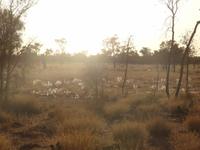 Outback 