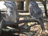 Besuch im Featherdale Wildlife Park