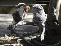 Besuch im Featherdale Wildlife Park