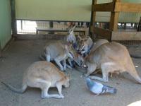 Kängurus in der Mittagspause ...