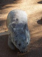 Ein Wombat!