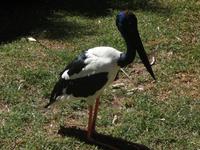 Besuch im Featherdale Wildlife Park