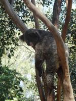 Koalas    
