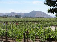Besuch des Weingutes Concha y Toro