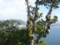 Rio - Brasilien