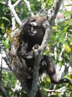 Bewohner vom Zuckerhut 