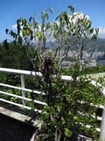 Bewohner vom Zuckerhut 