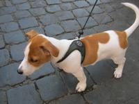 Römischer Kampfhund