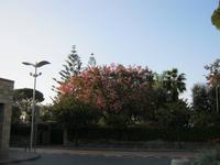 mediterrane Vegetation