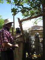 IMG_3991 Beim Lama Füttern