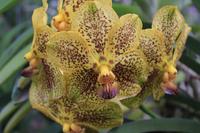Orchideenfarm