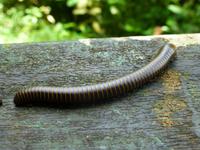 es kreucht und fleucht...