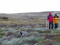 Pinguine am Seno Otway