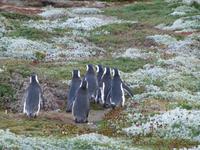 Magellan-Pinguine am Seno Otway
