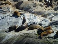 Seelöwen in Feuerland