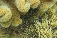 Anemonenfisch