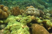 unterwegs am Hausriff von Bidadari