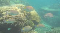 Riff vor Kanawa Island