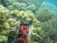 Riff vor Kanawa Island