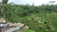 Reisterrassen bei Ubud