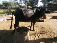 Eberhardt TRAVEL Reise durch Indien -  indisches Dorf