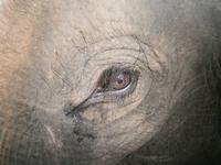 Eberhardt TRAVEL Reise durch Indien - Bandhavgarh Nationalpark