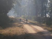 Eberhardt TRAVEL Reise durch Indien - Tiger in Kanha