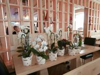 Orchideen in der Sonnenalm Kampenwand