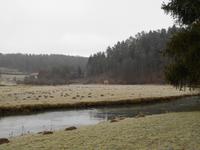 Silvester-Spaziergang entlang der Wiesent...