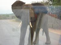 Kruger NP I