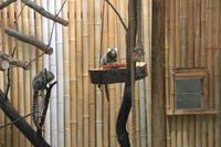 Schmetterlingshaus Jonsdorf - Weißbüscheläffchen