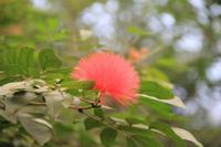 Schmetterlingshaus Jonsdorf