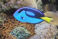 Schmetterlingshaus Jonsdorf - Meerwasseraquarium