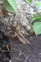 Schmetterlingshaus Jonsdorf - Australische Gespenterschrecke