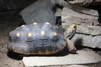 Schmetterlingshaus Jonsdorf - Köhlerschildkröte